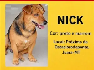 Cachorro raça Pinscher idade 3 anos nome Nick