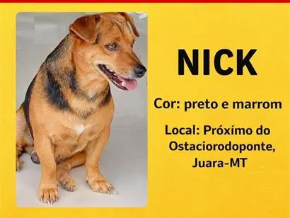 Cachorro raça Pinscher idade 3 anos nome Nick