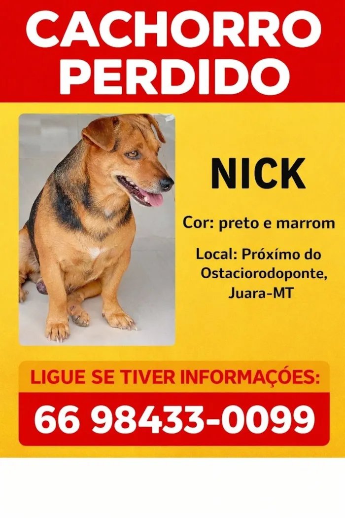 Cachorro raça Pinscher idade 3 anos nome Nick
