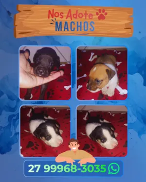 Cachorro raça SRD-ViraLata idade Abaixo de 2 meses nome Sem nomes