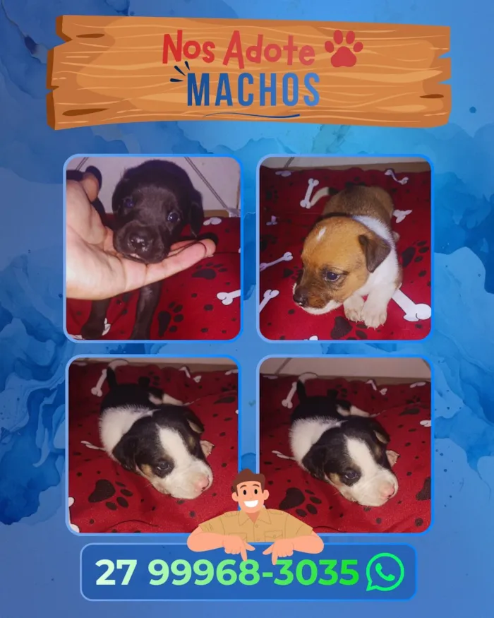 Cachorro raça SRD-ViraLata idade Abaixo de 2 meses nome Sem nomes