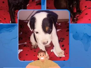 Cachorro raça SRD-ViraLata idade Abaixo de 2 meses nome Não possuem