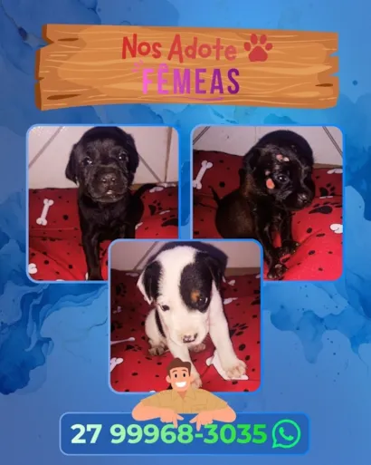 Cachorro raça SRD-ViraLata idade Abaixo de 2 meses nome Não possuem