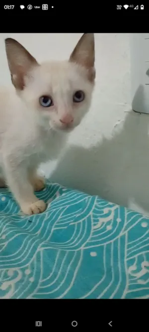 Gato raça SRD-ViraLata idade 2 a 6 meses nome sem nome 