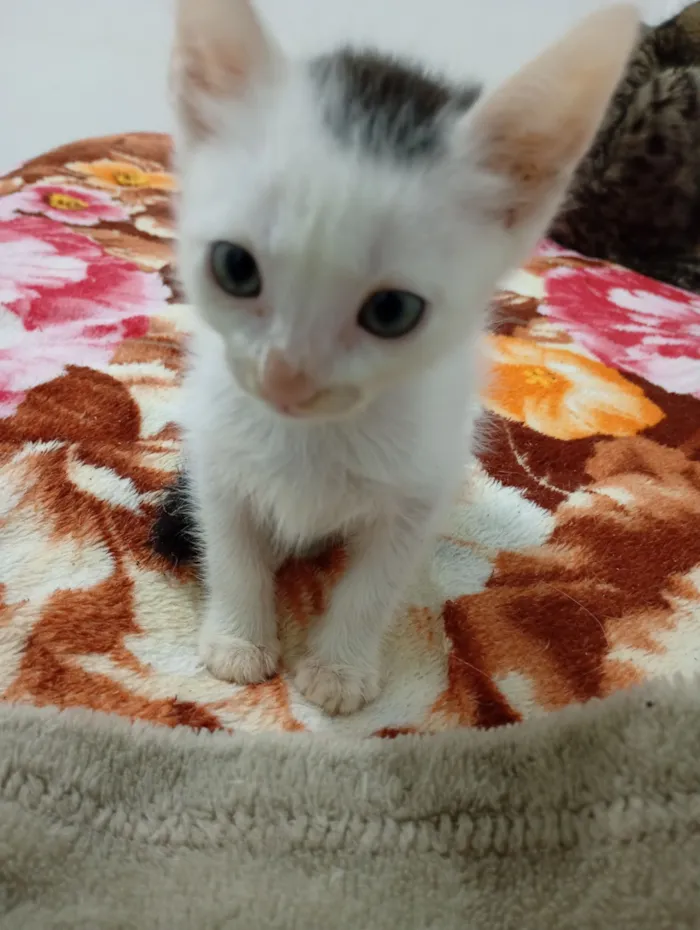 Gato raça SRD-ViraLata idade 2 a 6 meses nome sem nome 