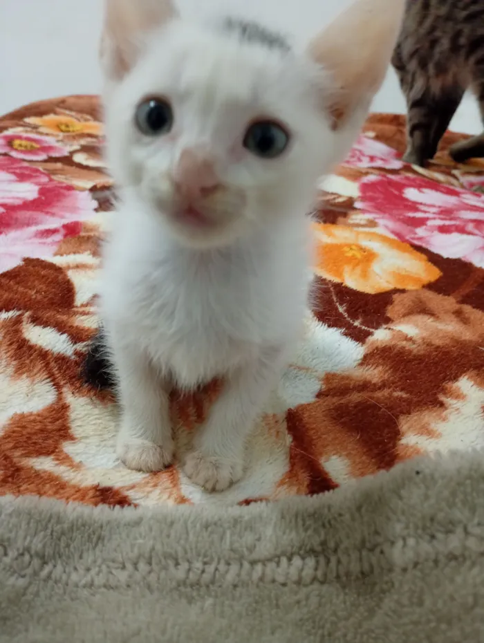 Gato raça SRD-ViraLata idade 2 a 6 meses nome sem nome 