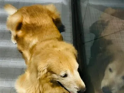 Cachorro raça SRD-ViraLata idade 6 ou mais anos nome SemColeira