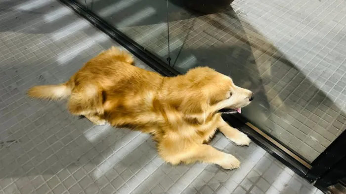 Cachorro raça SRD-ViraLata idade 6 ou mais anos nome SemColeira