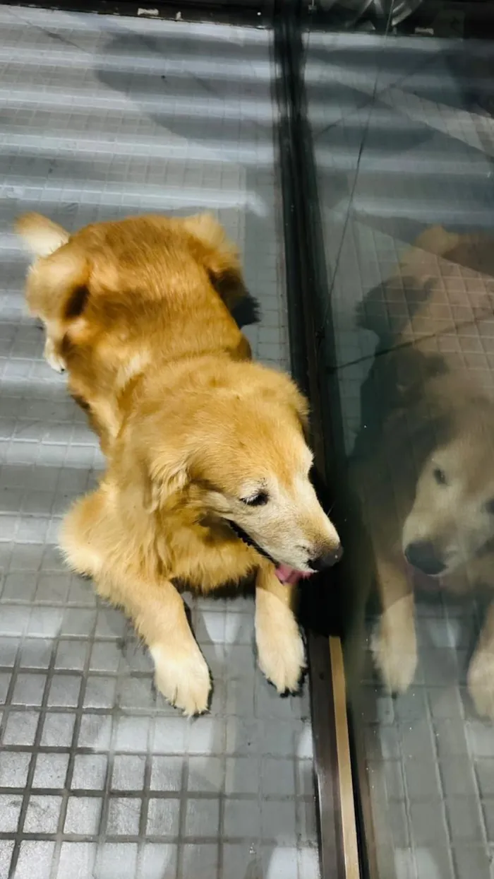 Cachorro raça SRD-ViraLata idade 6 ou mais anos nome SemColeira