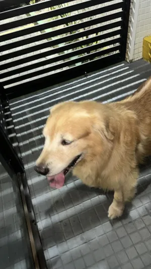 Cachorro raça SRD-ViraLata idade 6 ou mais anos nome SemColeira