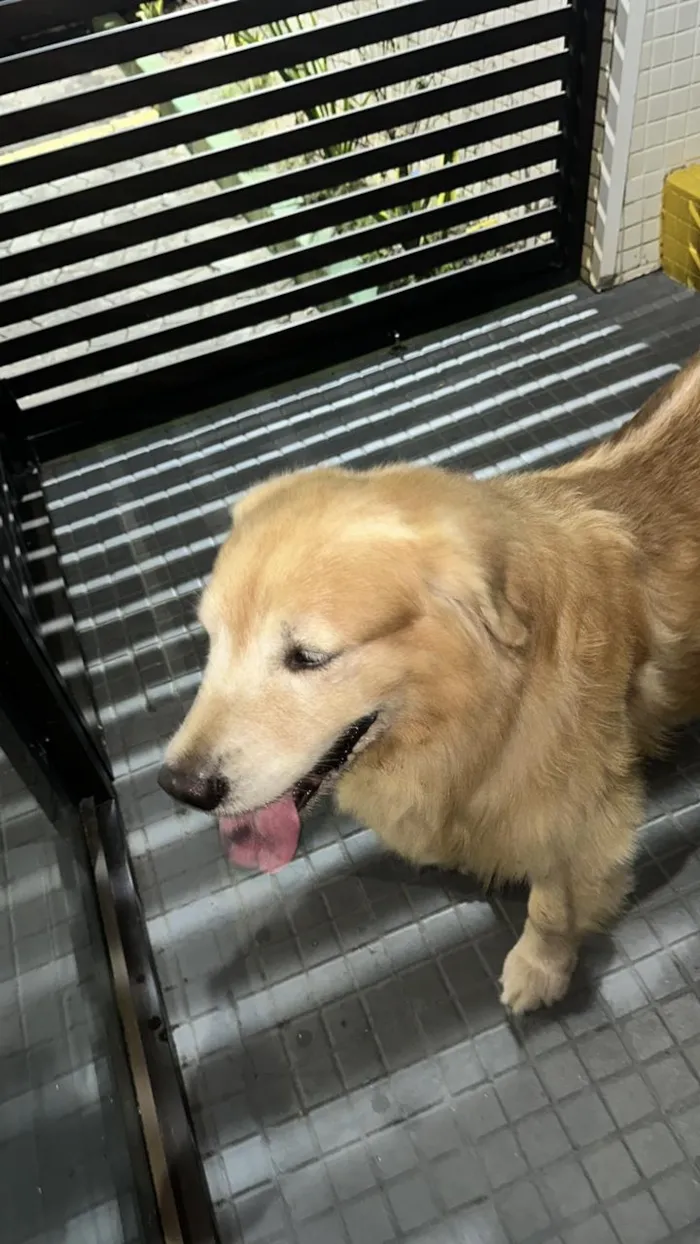 Cachorro raça SRD-ViraLata idade 6 ou mais anos nome SemColeira