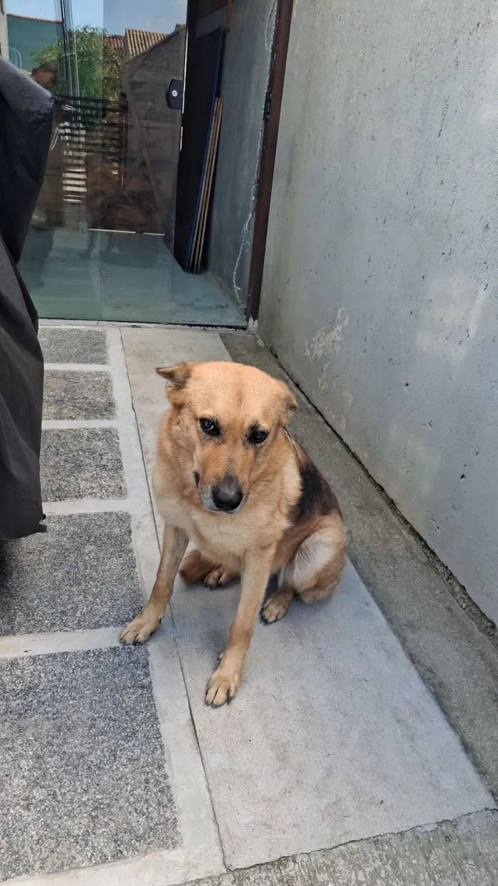 Cachorro raça Pastor Alemão idade 3 anos nome maya