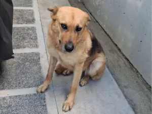 Cachorro raça Pastor Alemão idade 3 anos nome maya