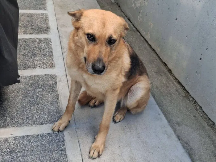 Cachorro raça Pastor Alemão idade 3 anos nome maya