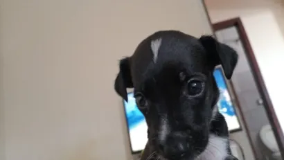 Cachorro raça SRD-ViraLata idade Abaixo de 2 meses nome mike