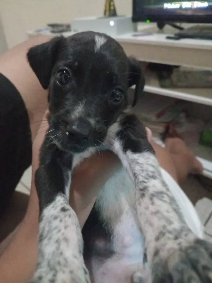 Cachorro raça SRD-ViraLata idade Abaixo de 2 meses nome mike