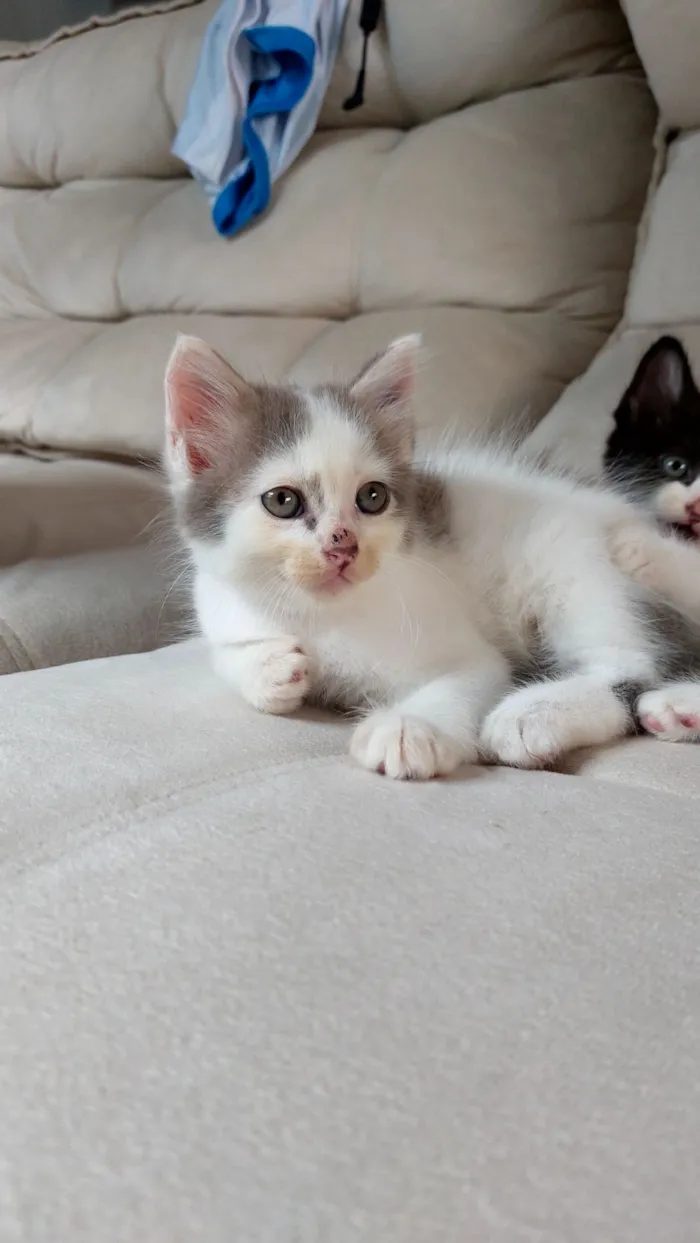 Gato raça SRD-ViraLata idade Abaixo de 2 meses nome Coalinha