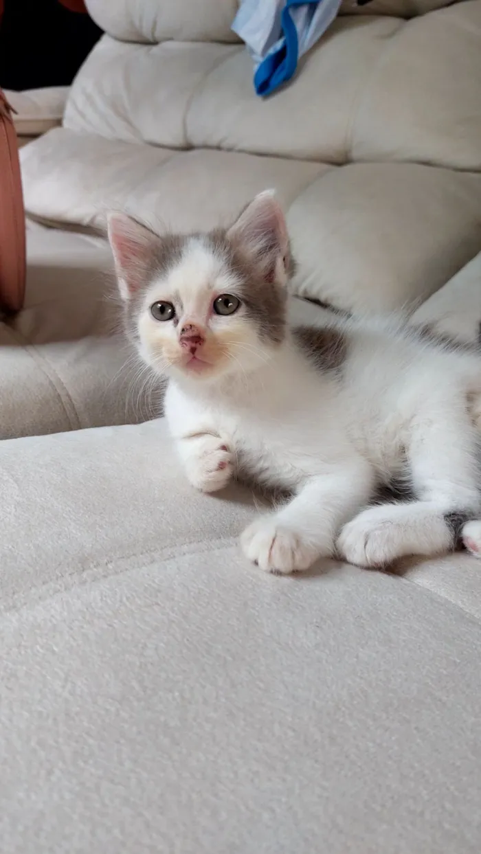 Gato raça SRD-ViraLata idade Abaixo de 2 meses nome Coalinha