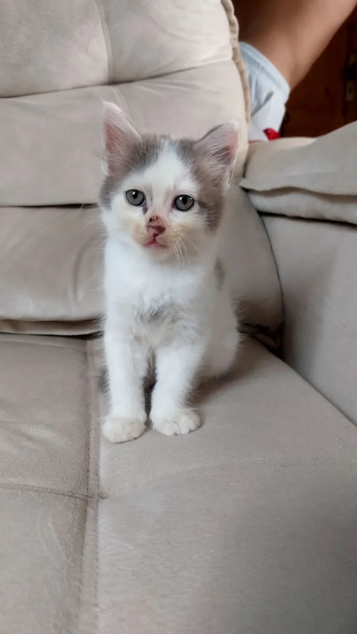 Gato raça SRD-ViraLata idade Abaixo de 2 meses nome Coalinha