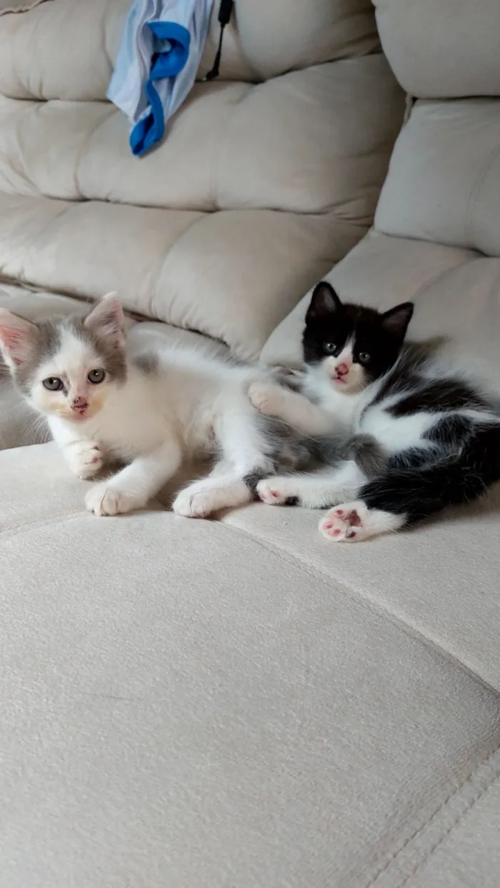 Gato raça SRD-ViraLata idade Abaixo de 2 meses nome Coalinha