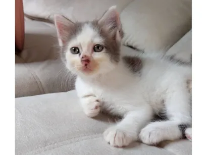 Gato raça SRD-ViraLata idade Abaixo de 2 meses nome Coalinha