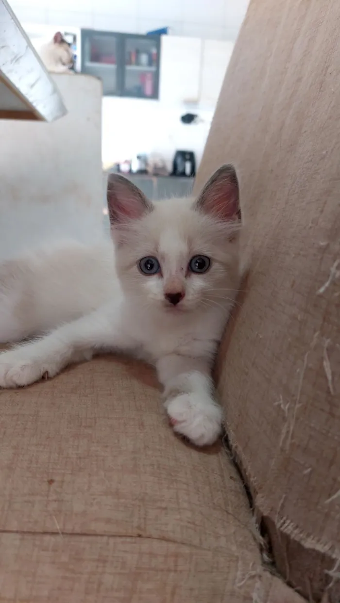 Gato raça SRD-ViraLata idade Abaixo de 2 meses nome Fofinha