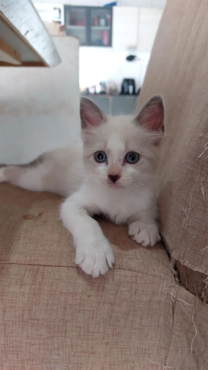Gato raça SRD-ViraLata idade Abaixo de 2 meses nome Fofinha
