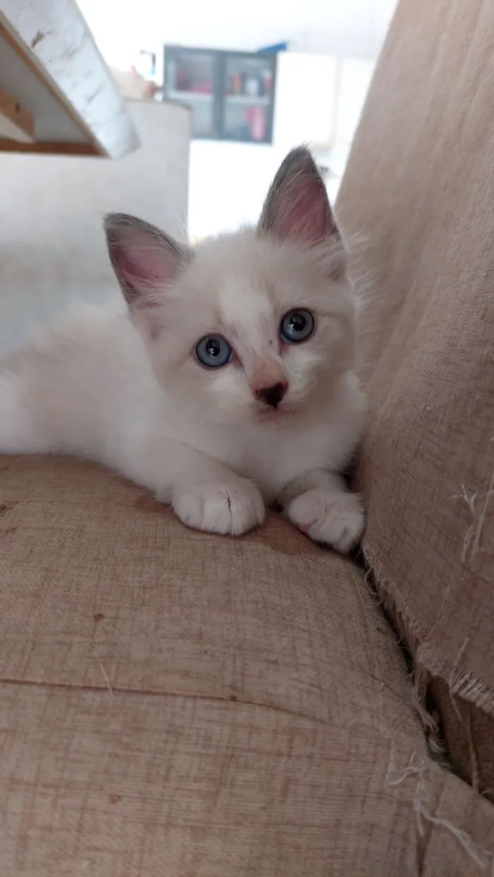 Gato raça SRD-ViraLata idade Abaixo de 2 meses nome Fofinha