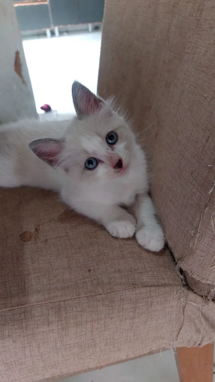 Gato raça SRD-ViraLata idade Abaixo de 2 meses nome Fofinha