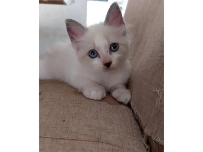 Gato raça SRD-ViraLata idade Abaixo de 2 meses nome Fofinha