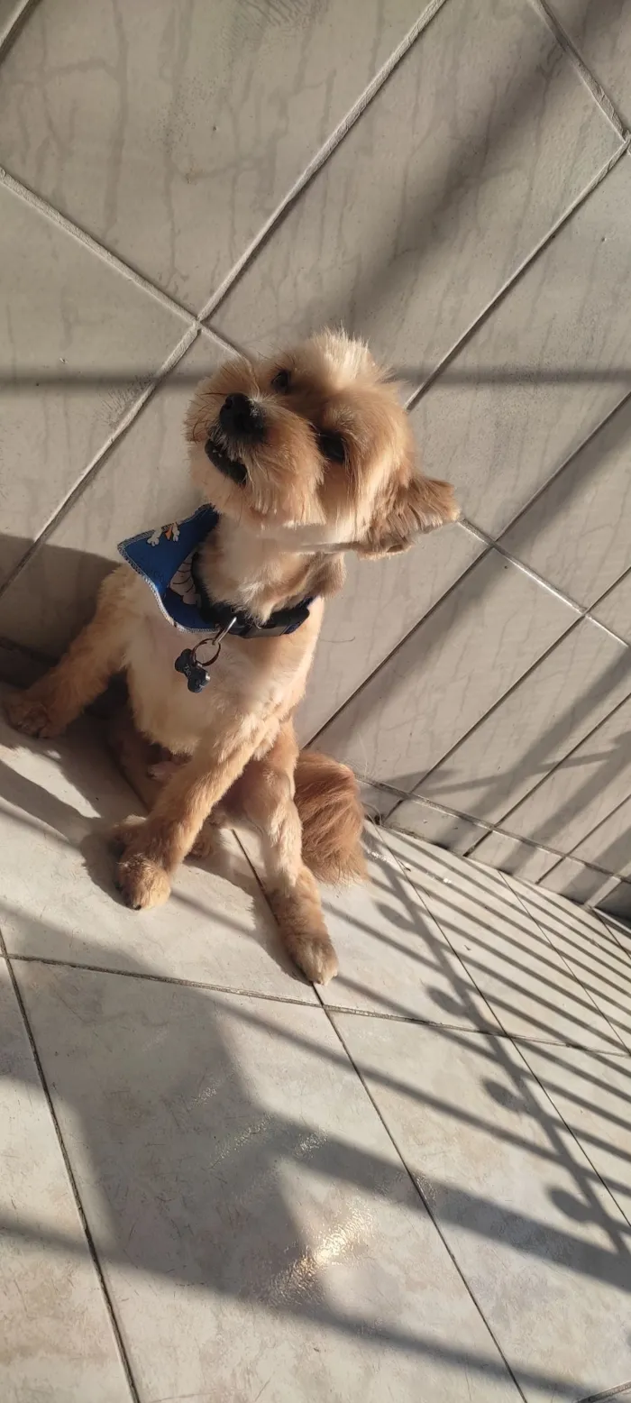 Cachorro raça SRD-ViraLata idade 6 ou mais anos nome Zico