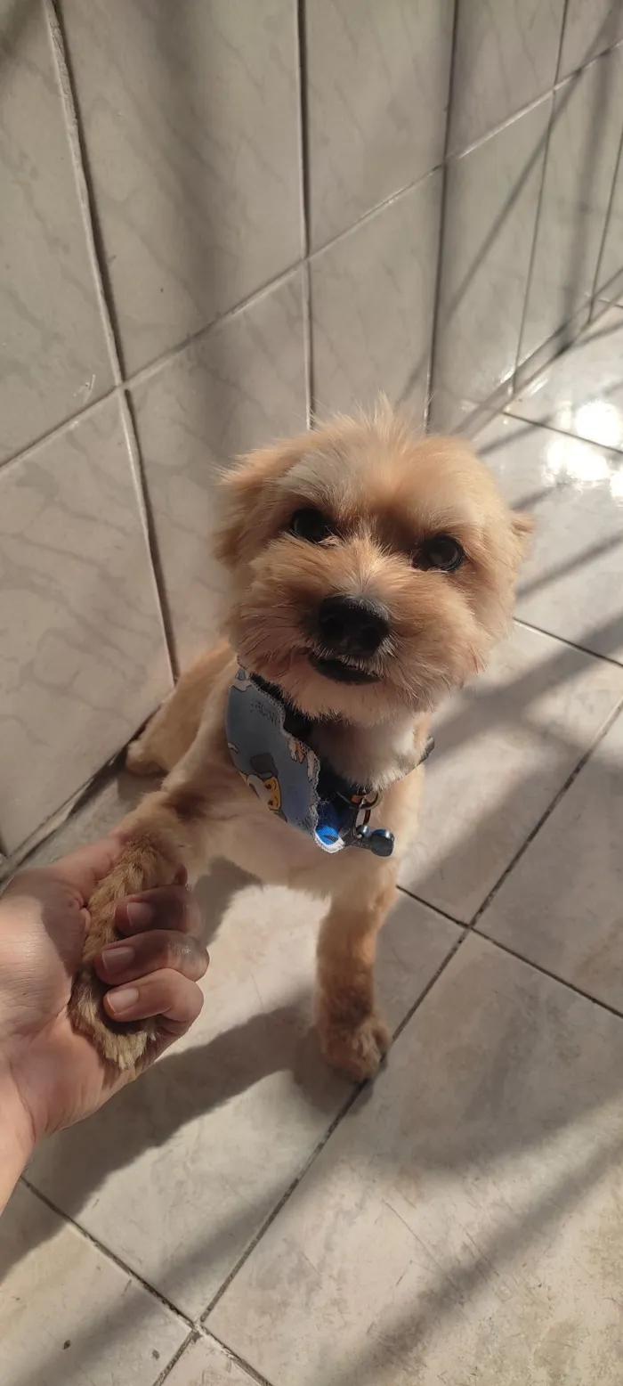 Cachorro raça SRD-ViraLata idade 6 ou mais anos nome Zico