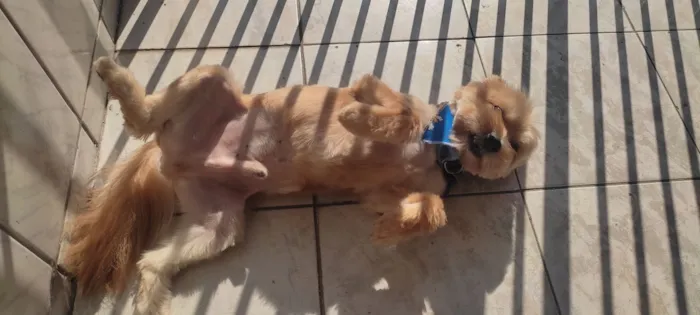 Cachorro raça SRD-ViraLata idade 6 ou mais anos nome Zico