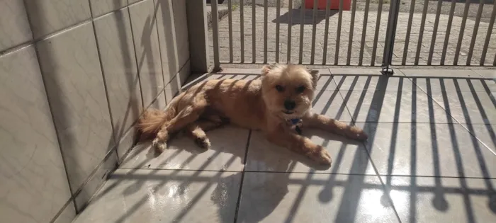 Cachorro raça SRD-ViraLata idade 6 ou mais anos nome Zico