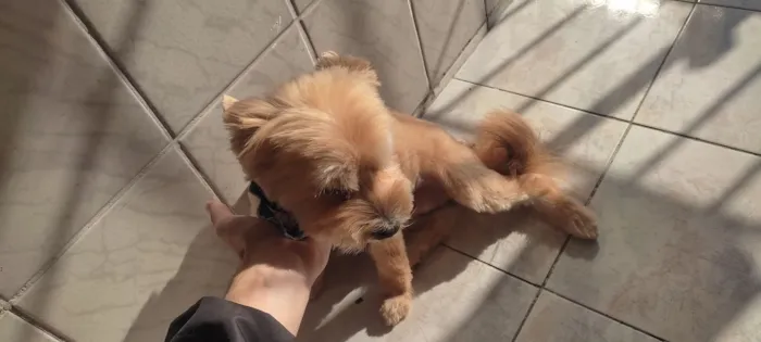 Cachorro raça SRD-ViraLata idade 6 ou mais anos nome Zico