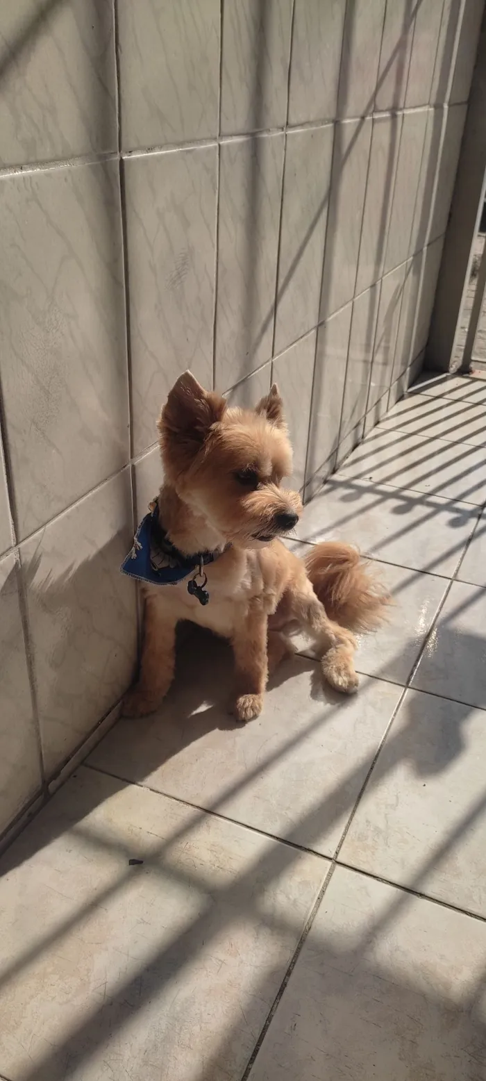 Cachorro raça SRD-ViraLata idade 6 ou mais anos nome Zico