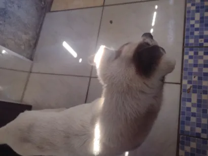 Cachorro raça SRD-ViraLata idade 6 ou mais anos nome sorriso 