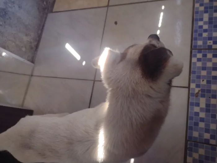 Cachorro raça SRD-ViraLata idade 6 ou mais anos nome sorriso 