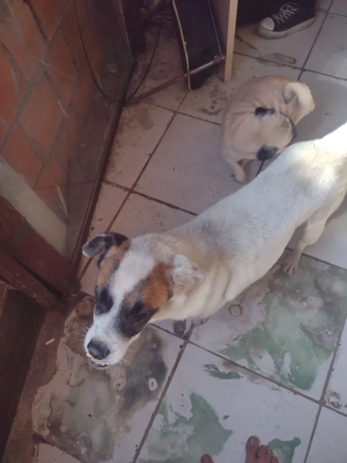 Cachorro raça SRD-ViraLata idade 6 ou mais anos nome sorriso 