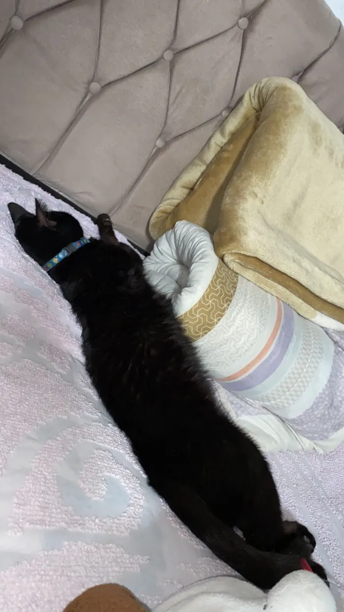 Gato raça SRD-ViraLata idade 6 ou mais anos nome HEITOR 