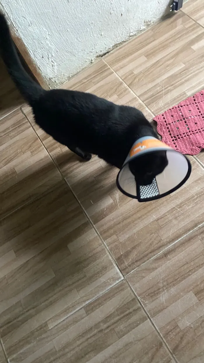 Gato raça SRD-ViraLata idade 6 ou mais anos nome HEITOR 