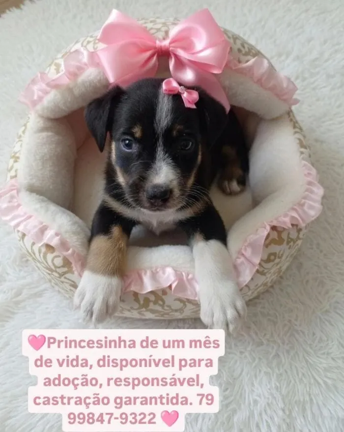 Cachorro raça Shitzu idade Abaixo de 2 meses nome Luana Peixoto