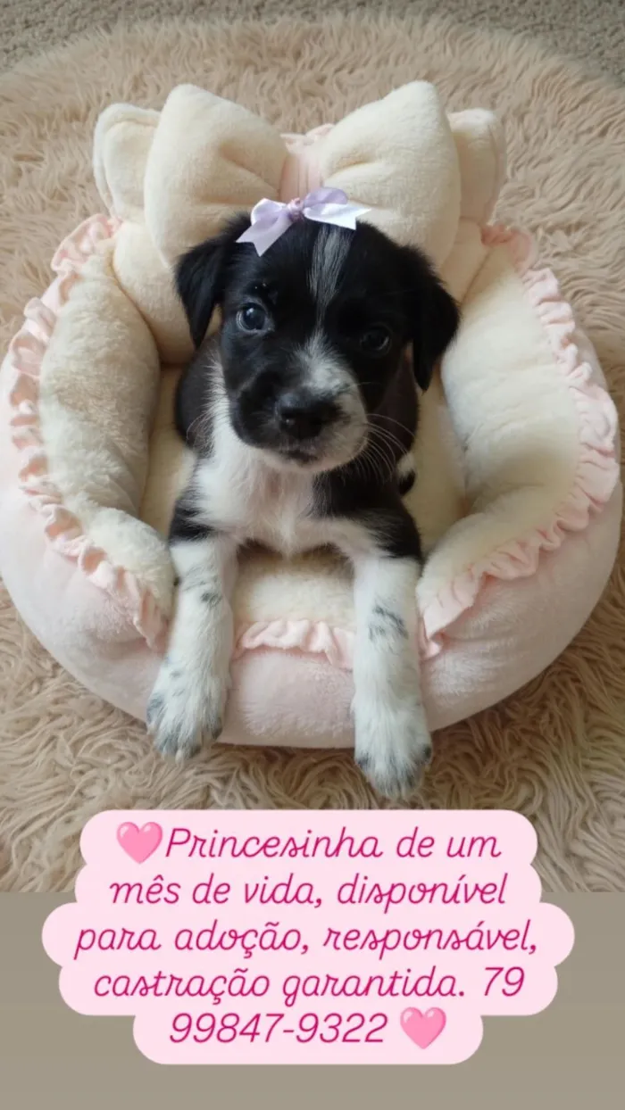 Cachorro raça Shitzu idade Abaixo de 2 meses nome Luana Peixoto