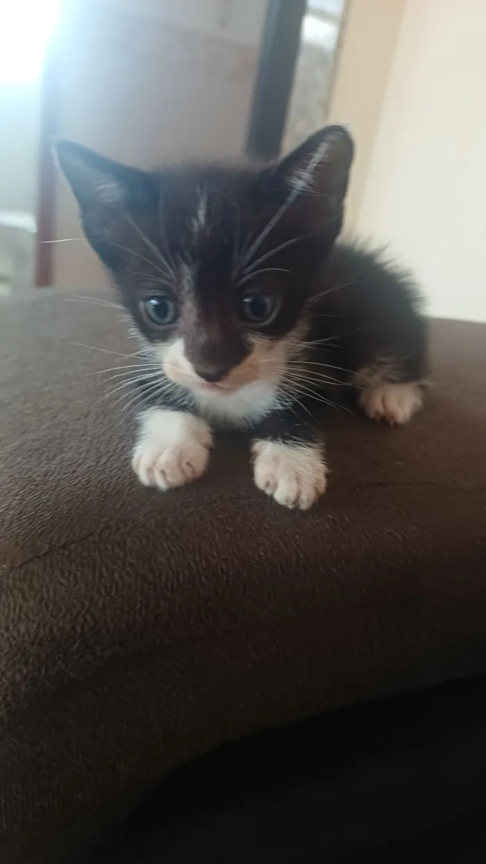 Gato raça SRD-ViraLata idade Abaixo de 2 meses nome sem nome