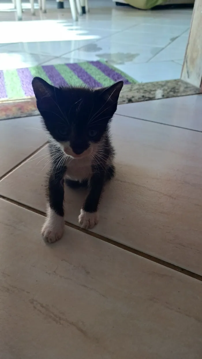 Gato raça SRD-ViraLata idade Abaixo de 2 meses nome sem nome