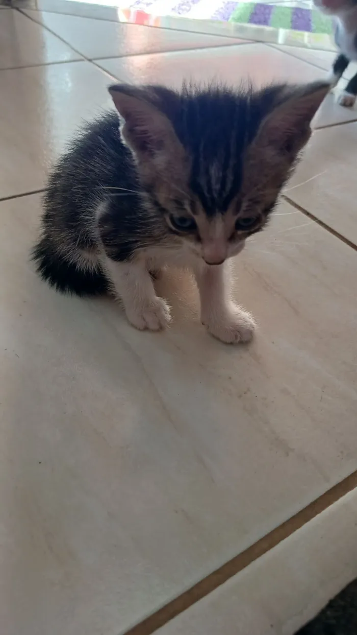 Gato raça Angorá idade Abaixo de 2 meses nome sem nome