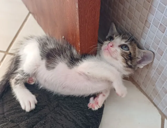Gato raça Angorá idade Abaixo de 2 meses nome sem nome
