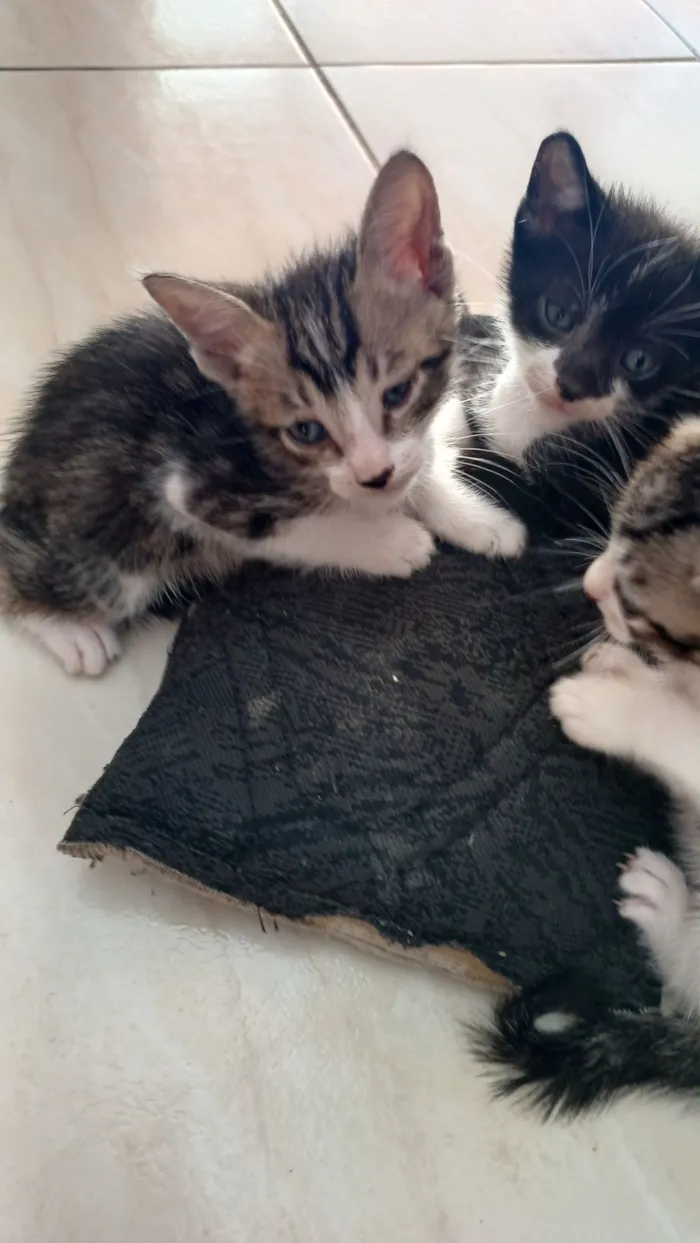 Gato raça Angorá idade Abaixo de 2 meses nome sem nome