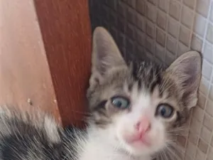 Gato raça SRD-ViraLata idade Abaixo de 2 meses nome sem nome