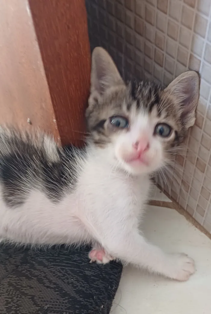 Gato raça SRD-ViraLata idade Abaixo de 2 meses nome sem nome